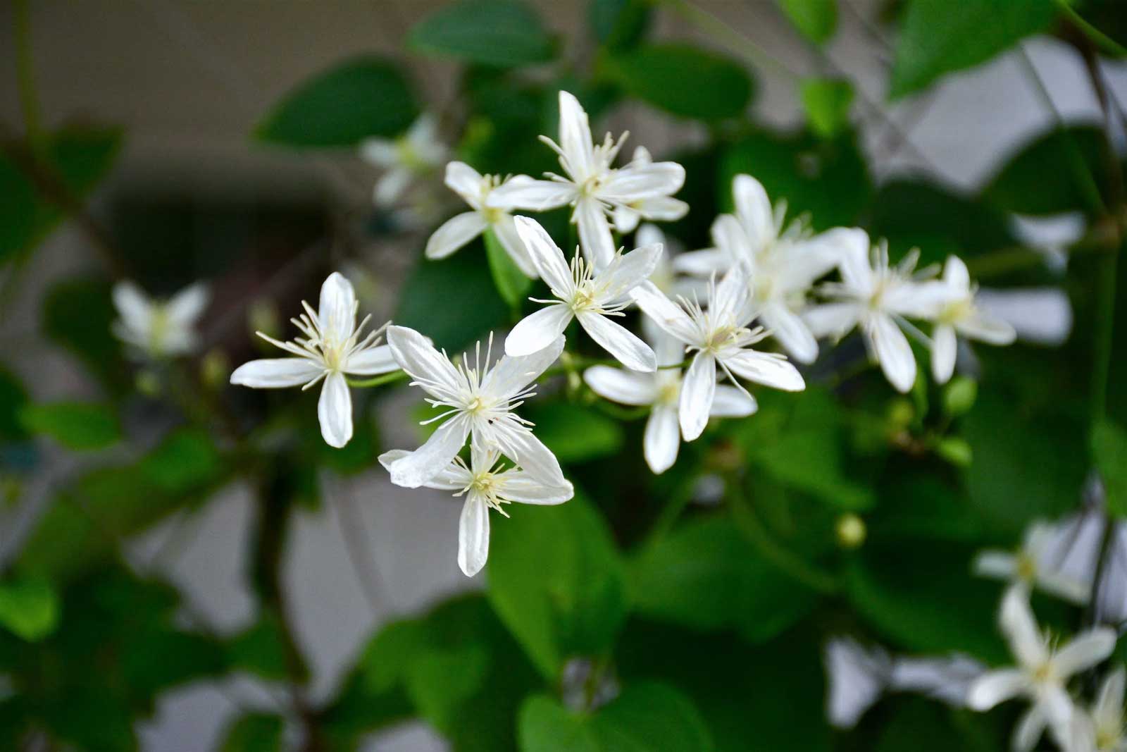 Benefits of Neroli Essential Oil in Natural Perfumes